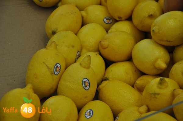 souq gan temar (19).JPG